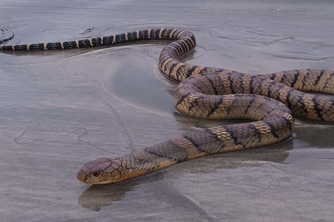 king cobra found on pui o beach hong kong