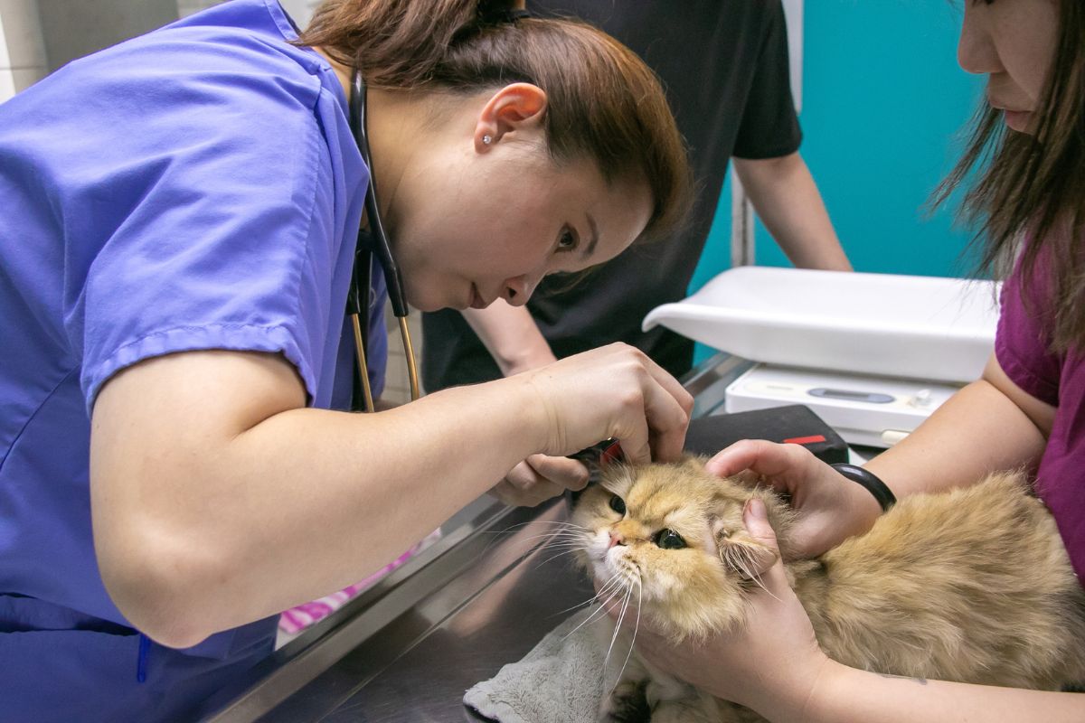 a vet checking on a cat