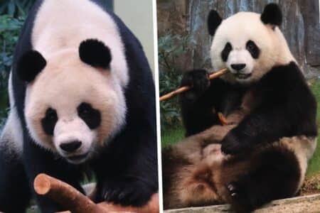 ocean park visitors can see mainland pandas on december 8 2024