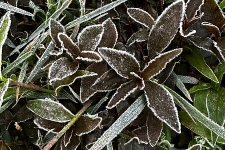 Hong Kong Observatory Issues First Frost Warning of 2025 hong kong observatory issues first frost warning 2025