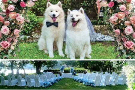 A Hotel in Macau Hosts Pet Weddings with Certificates, Cakes & Outfits hotel in macau hosts pet weddings