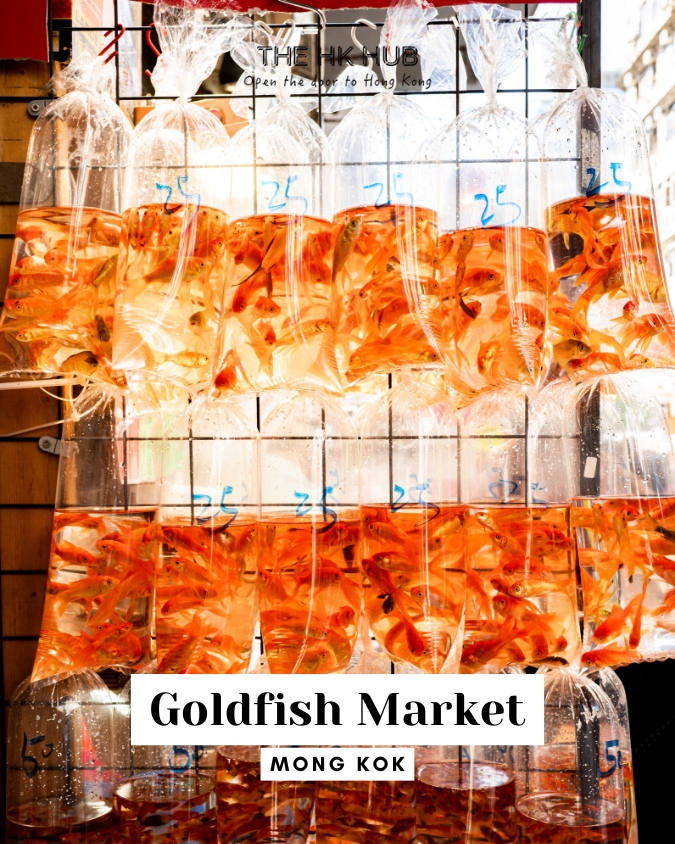 goldfish market