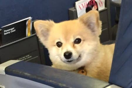 Hong Kong Airlines Launches First Pet In-Cabin Flights
