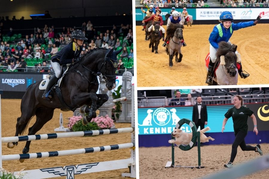 horse show jumpers, dog agility displays and shetland pony grand national games at the hong kong international horse show