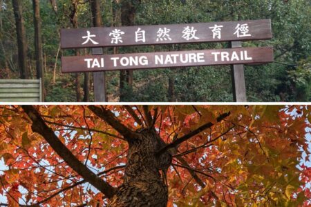 Tai Lam Country Park Tai Tong Sweet Gum Wood Red Leaves