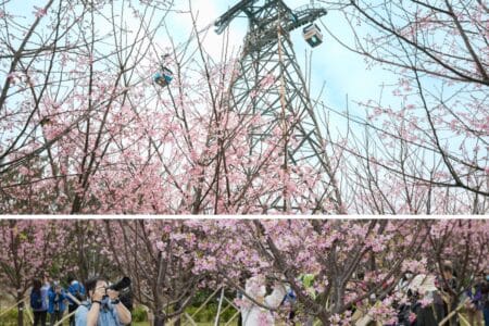 hong kong airport cherry blossom garden