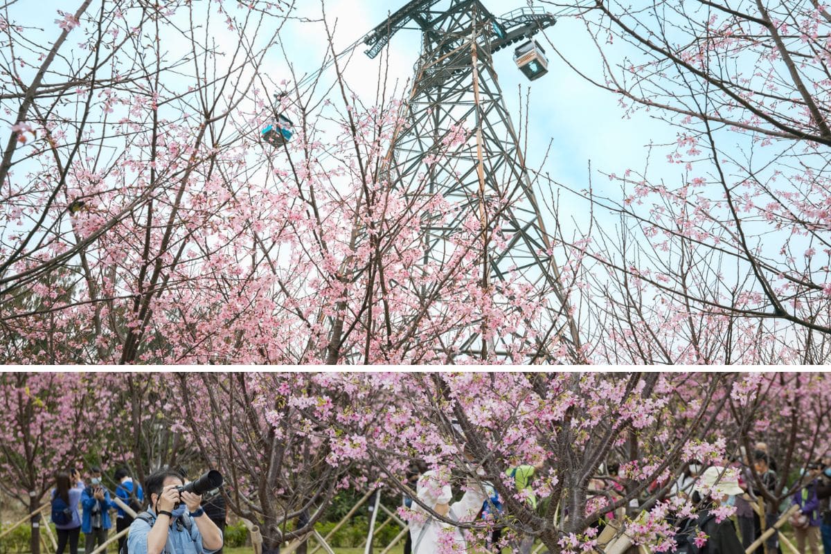 hong kong airport cherry blossom garden