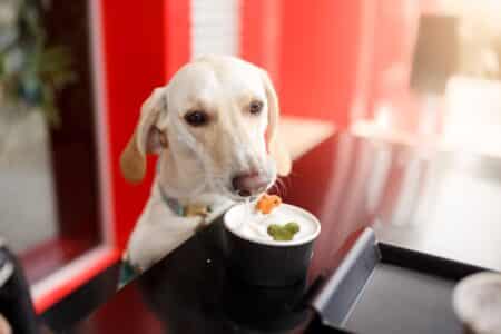 hong kong dog friendly restaurants 2026