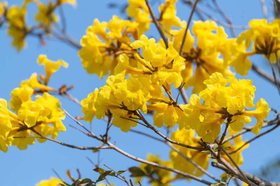 Close-up of golden trumpet flowers in Hong Kong, showing bright yellow blooms (HKIA)