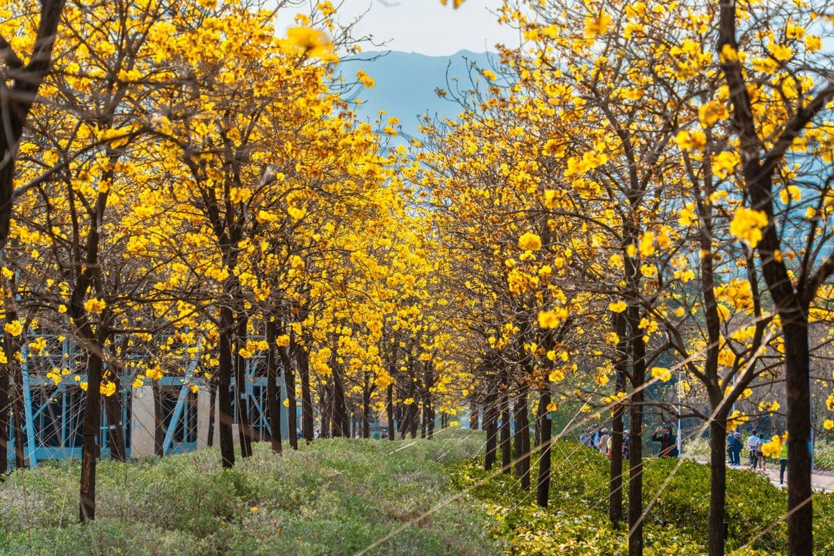 The Golden Trumpet Trail At Hong Kong Airport Is Now In Full Bloom
