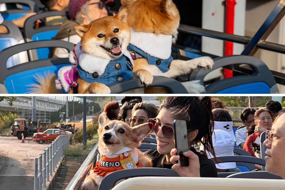 Pet Owners Can Now Ride Citybus Open-Top Tours As A Regular Weekend Service