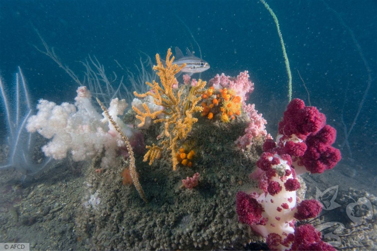 Hong Kong Corals (ACFD Hong Kong)