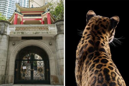 into the wild haw par hong kong cartier